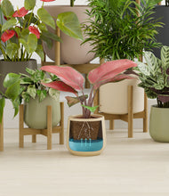 Load image into Gallery viewer, -