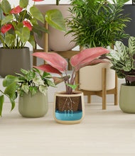 Load image into Gallery viewer, -