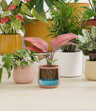 Load image into Gallery viewer, Evening Sky stand:all