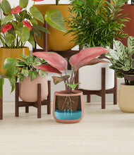 Load image into Gallery viewer, -