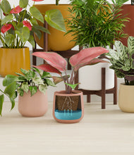 Load image into Gallery viewer, -