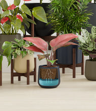 Load image into Gallery viewer, -