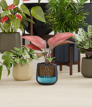 Load image into Gallery viewer, -