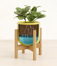 Load image into Gallery viewer, Key Lime Yellow stand:bamboo