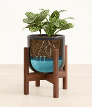 Load image into Gallery viewer, Stone Black stand:walnut