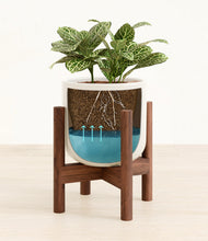 Load image into Gallery viewer, Cotton White stand:walnut