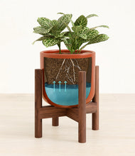 Load image into Gallery viewer, Glossy Red stand:walnut