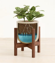 Load image into Gallery viewer, Sage Green stand:walnut
