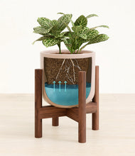 Load image into Gallery viewer, Sandy Pink stand:walnut