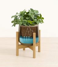 Load image into Gallery viewer, Olive stand:bamboo