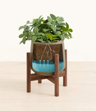 Load image into Gallery viewer, Olive stand:walnut