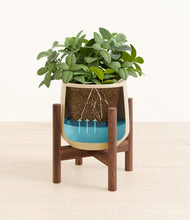 Load image into Gallery viewer, Almond Green stand:walnut