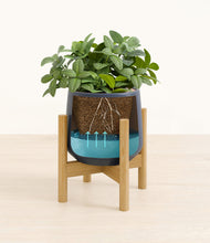 Load image into Gallery viewer, Deep Navy stand:bamboo