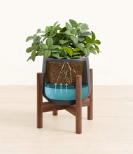 Load image into Gallery viewer, Deep Navy stand:walnut