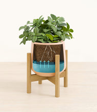 Load image into Gallery viewer, Gentle Pink stand:bamboo