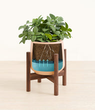 Load image into Gallery viewer, Gentle Pink stand:walnut