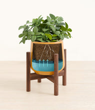 Load image into Gallery viewer, Mustard stand:walnut