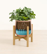 Load image into Gallery viewer, Calm Rose stand:bamboo