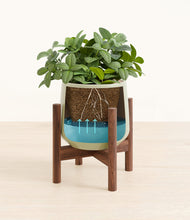 Load image into Gallery viewer, Turquoise stand:walnut