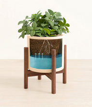 Load image into Gallery viewer, Cream stand:walnut