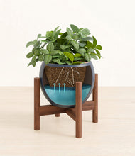 Load image into Gallery viewer, Deep Navy stand:walnut