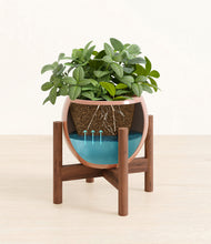 Load image into Gallery viewer, Calm Rose stand:walnut