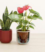 Load image into Gallery viewer, Winter Bloom stand:all