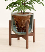 Load image into Gallery viewer, Sage Green stand:walnut