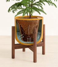 Load image into Gallery viewer, Sunset Orange stand:walnut