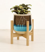 Load image into Gallery viewer, Almond Green stand:bamboo