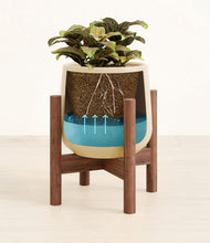 Load image into Gallery viewer, Almond Green stand:walnut