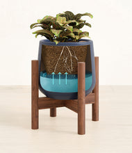 Load image into Gallery viewer, Deep Navy stand:walnut