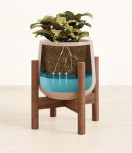 Load image into Gallery viewer, Eternal Gray stand:walnut