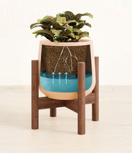 Load image into Gallery viewer, Gentle Pink stand:walnut