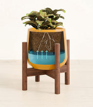 Load image into Gallery viewer, Mustard stand:walnut