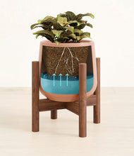 Load image into Gallery viewer, Calm Rose stand:walnut