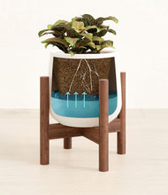 Load image into Gallery viewer, White stand:walnut