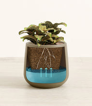 Load image into Gallery viewer, Olive