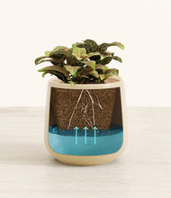 Load image into Gallery viewer, Almond Green