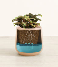 Load image into Gallery viewer, Gentle Pink