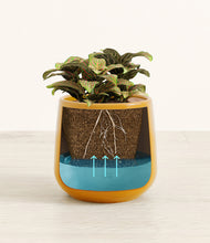 Load image into Gallery viewer, Mustard