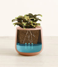 Load image into Gallery viewer, Calm Rose