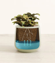 Load image into Gallery viewer, Turquoise