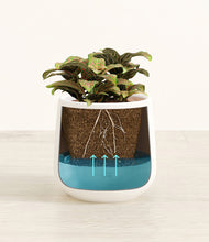 Load image into Gallery viewer, White