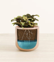 Load image into Gallery viewer, Glossy Pink