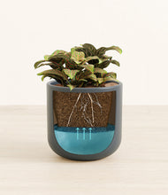 Load image into Gallery viewer, Iron Gray