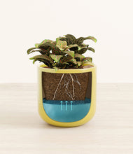 Load image into Gallery viewer, Key Lime Yellow