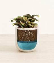 Load image into Gallery viewer, Cotton White