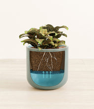 Load image into Gallery viewer, Reactive Aqua