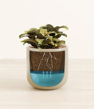 Load image into Gallery viewer, Sage Green